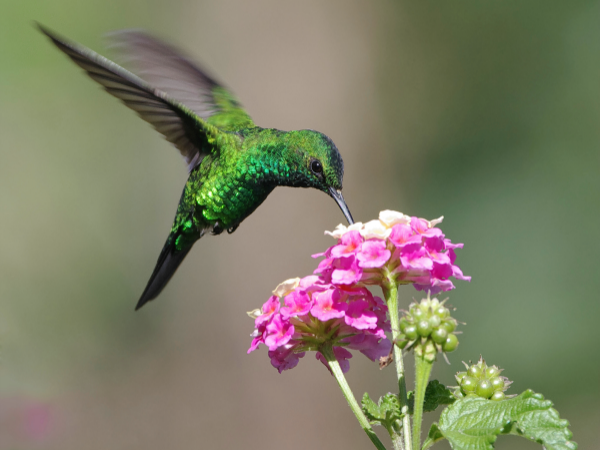 colibrí